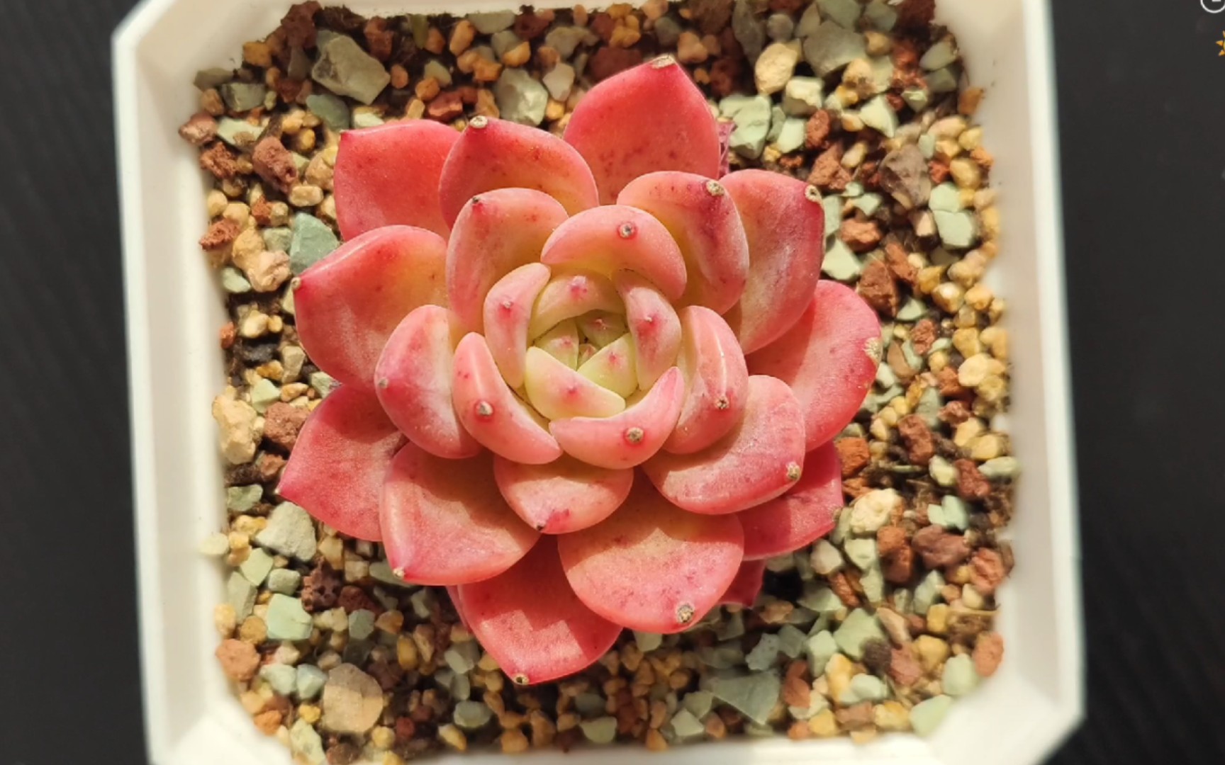 【多肉品种展示】女王玫瑰,麦秆,焰染,雪花珍妮,玲珑珍妮