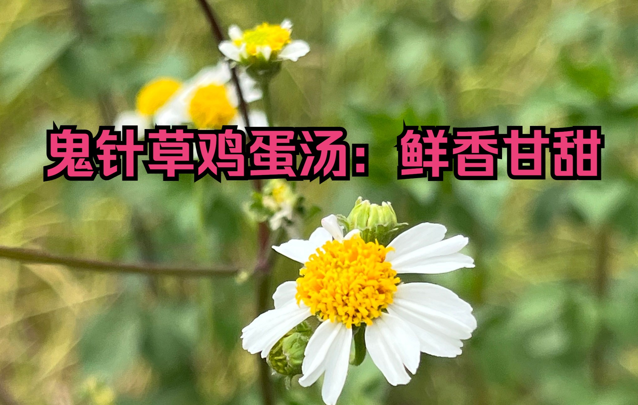 鬼针草泡脚功效(鬼针草泡脚,改善睡眠,缓解疲劳)