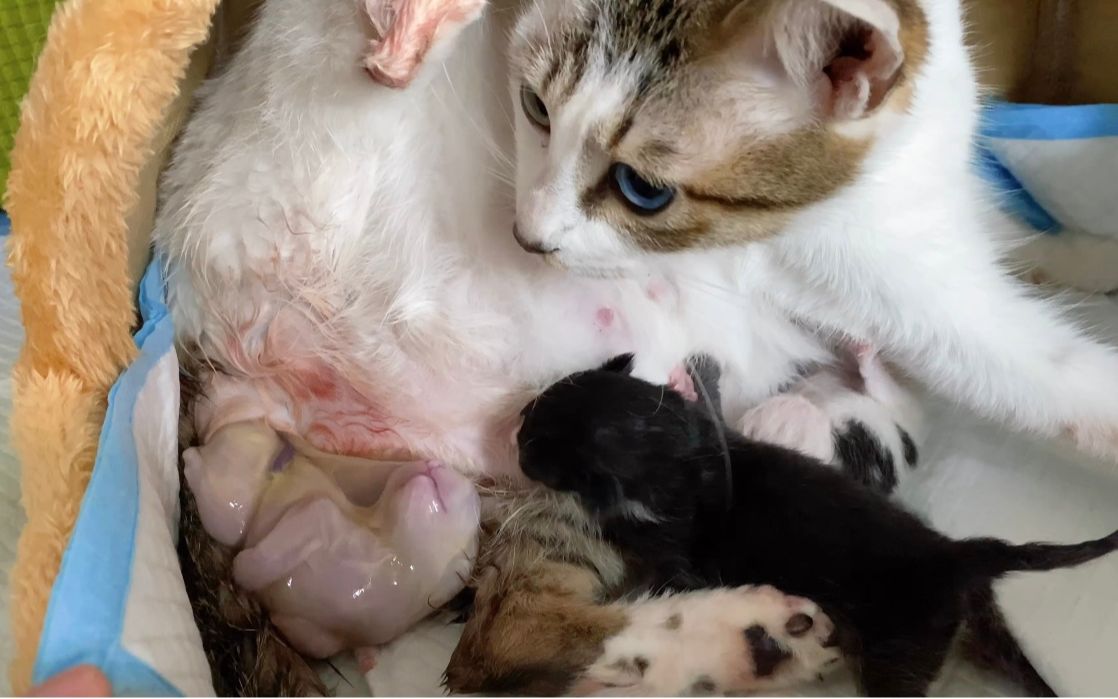异瞳母猫艰难生猫仔镜头记录全过程画面暖心