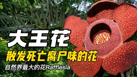 大王花 自然界最大的花 Rafflesia 这是一种浑身散发着死亡腐尸气味的花 它是一种寄生植物 寄生 在一种藤本植物上 专靠吸取别的植物的营养来生活 哔哩哔哩