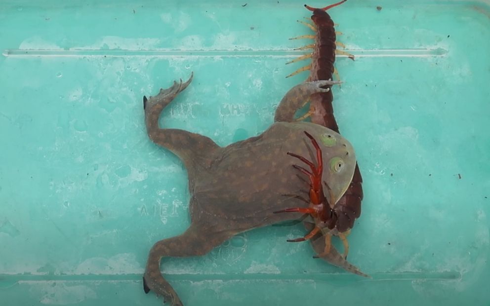 小丑蛙如吃辣条般一口吞噬巨型蜈蚣