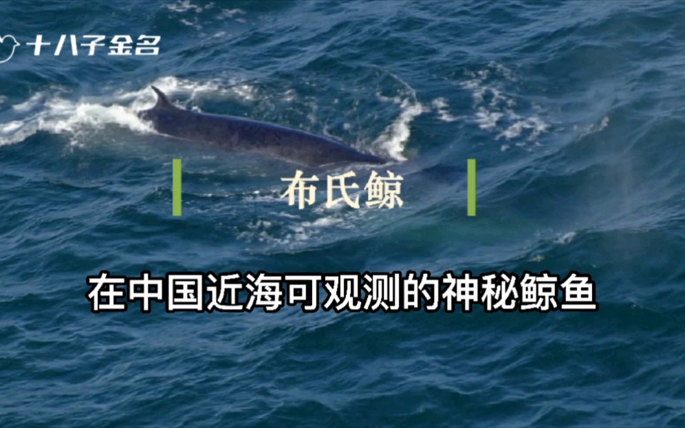 快看,深圳近海发现的布氏鲸的嘴巴有多大……尽管披着神秘面纱,布氏鲸却是难得的可以在中国近海观测到的鲸类.哔哩哔哩bilibili