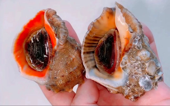 原来海螺也分公母!如何正确判断海螺性别的方法应该是这样的