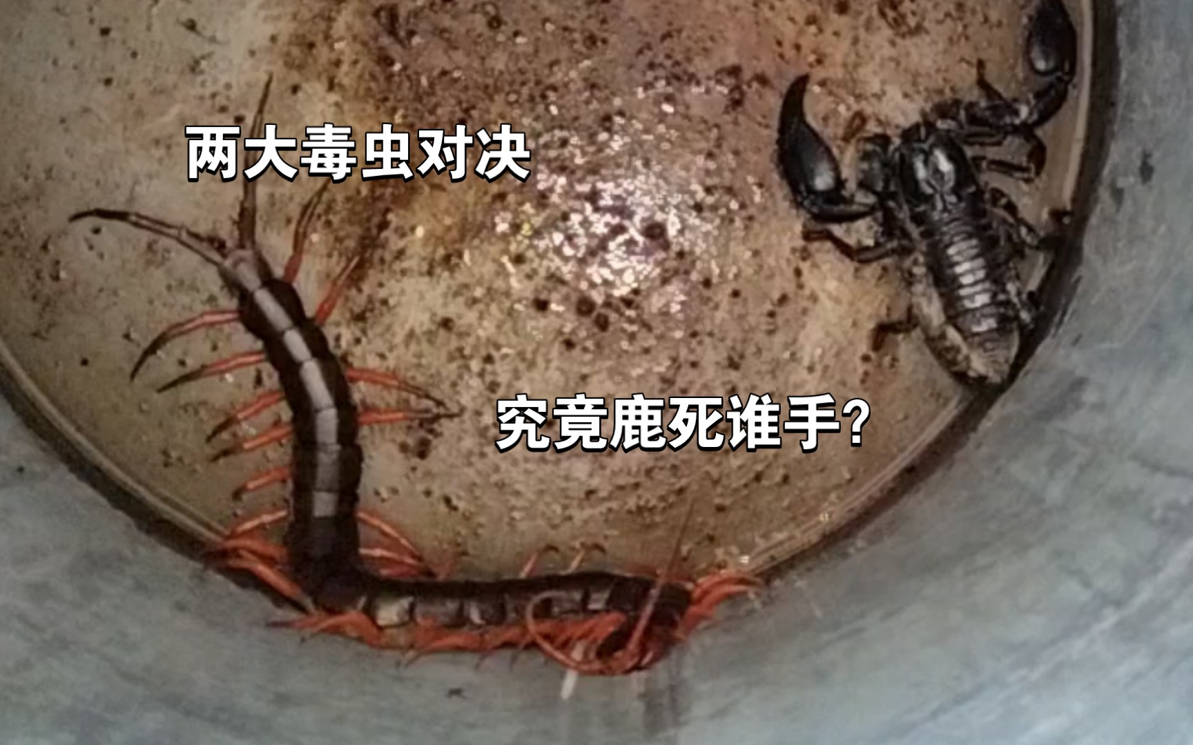 【强强对决】20厘米凶猛橙脚越巨 vs 10厘米林神异蝎!