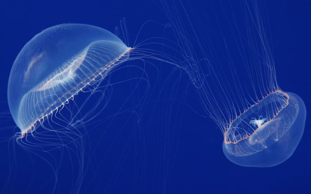 "透明可爱的小蘑菇"维多利亚多管发光水母_哔哩哔哩_bilibili