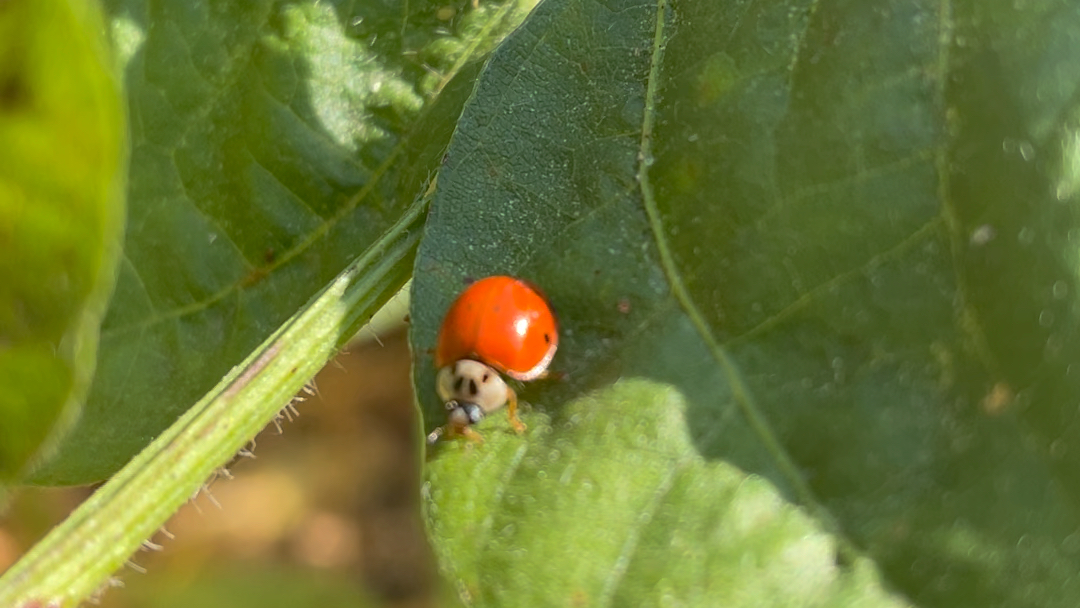 大豆叶上的小瓢虫