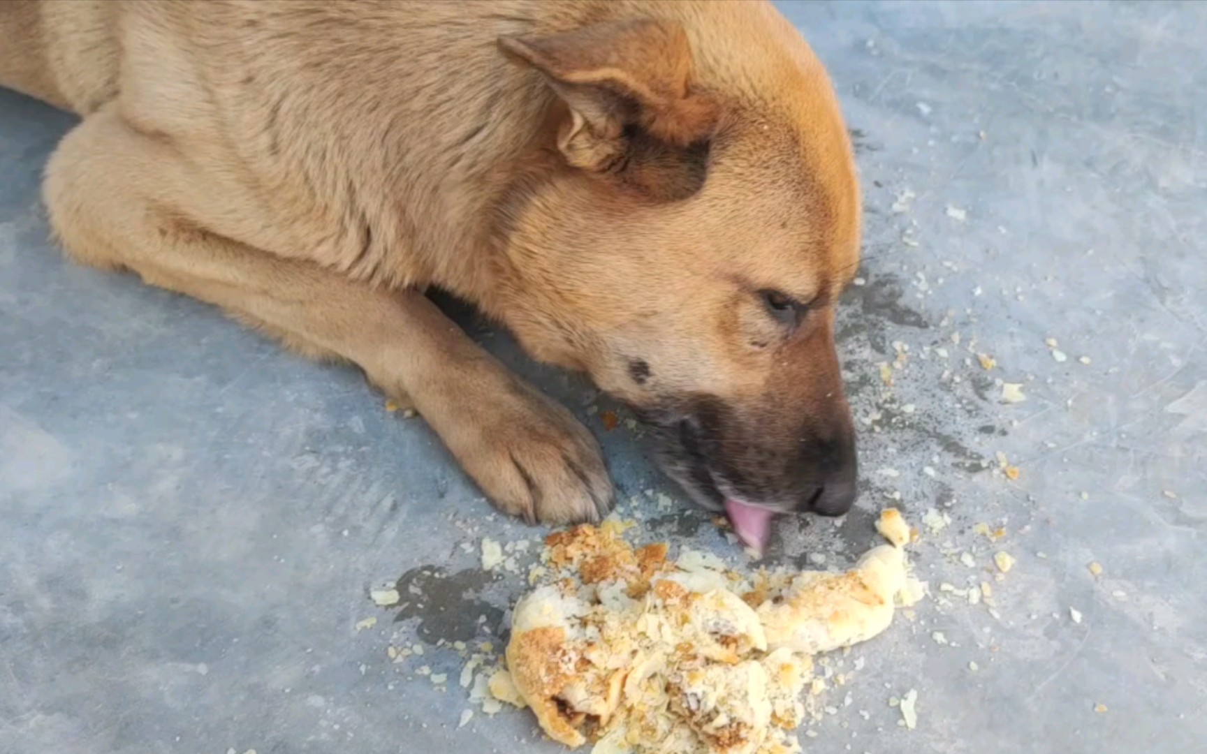 【陕北村里生活实录】乡下的大黄狗|在农村看狗吃饭都变得很有趣|听