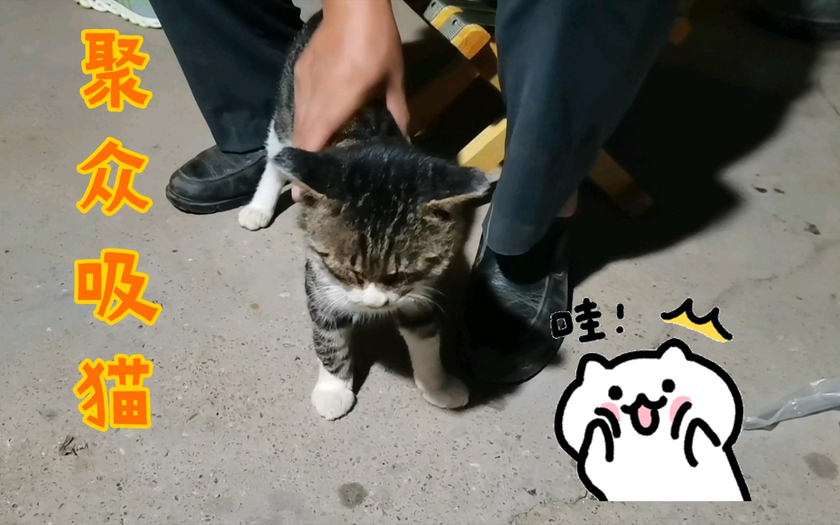 真大哥和猫大哥的会晤哔哩哔哩bilibili