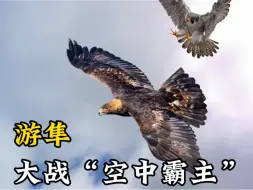 Video herunterladen: 游隼大战“空中霸主”金雕，究竟是隼吃雕，还是雕吃隼？