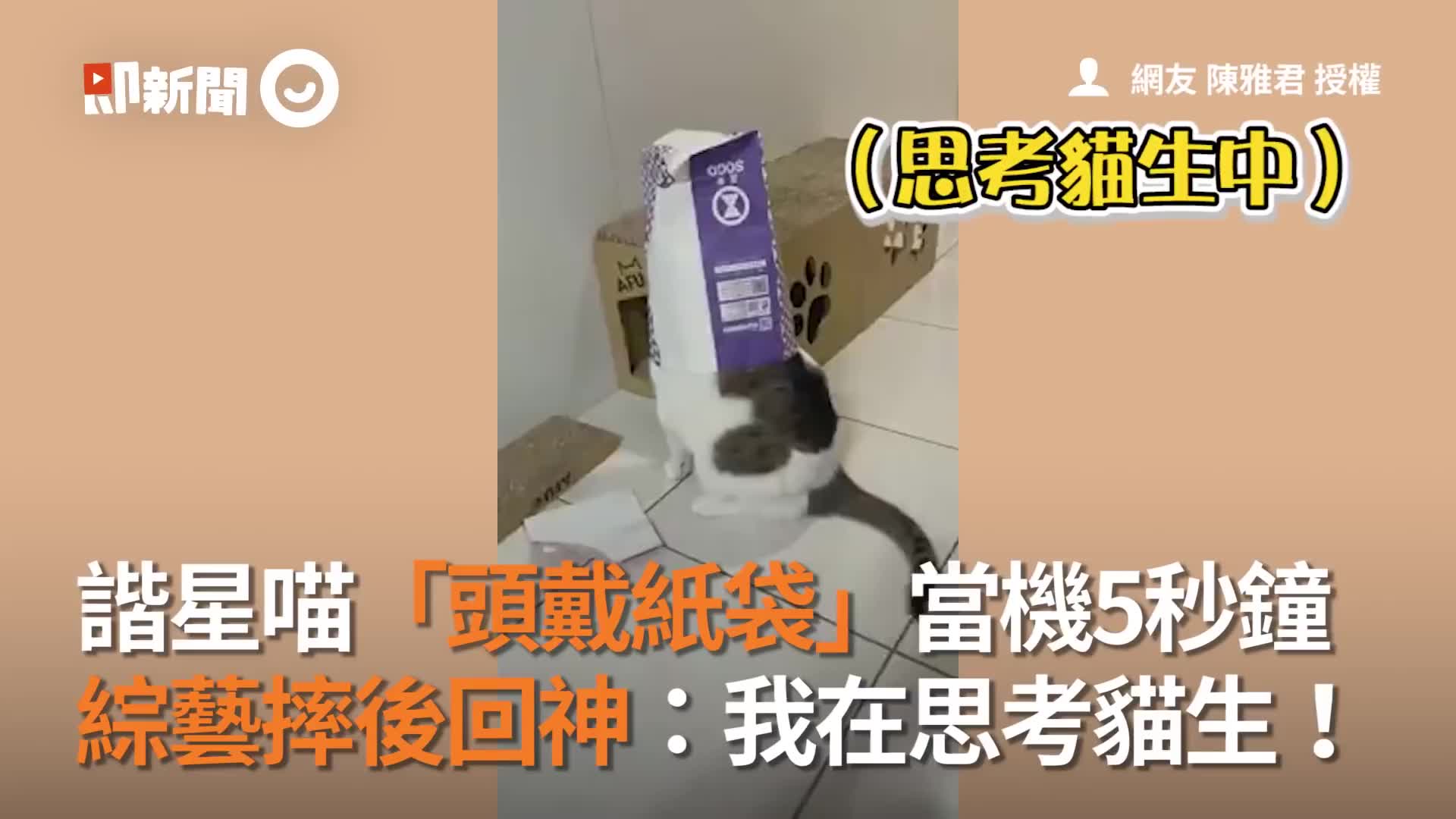 [图]谐星喵头戴纸袋”当机秒钟 综艺摔后回神我在思考猫生│宠物│猫咪｜猫｜ねこ│Pet│Cat│Kitten