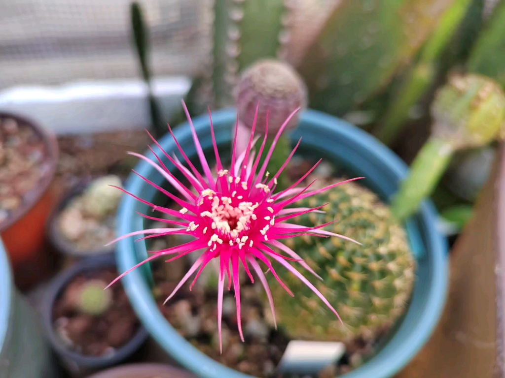 紫色昭和丽花仙人球多肉植物