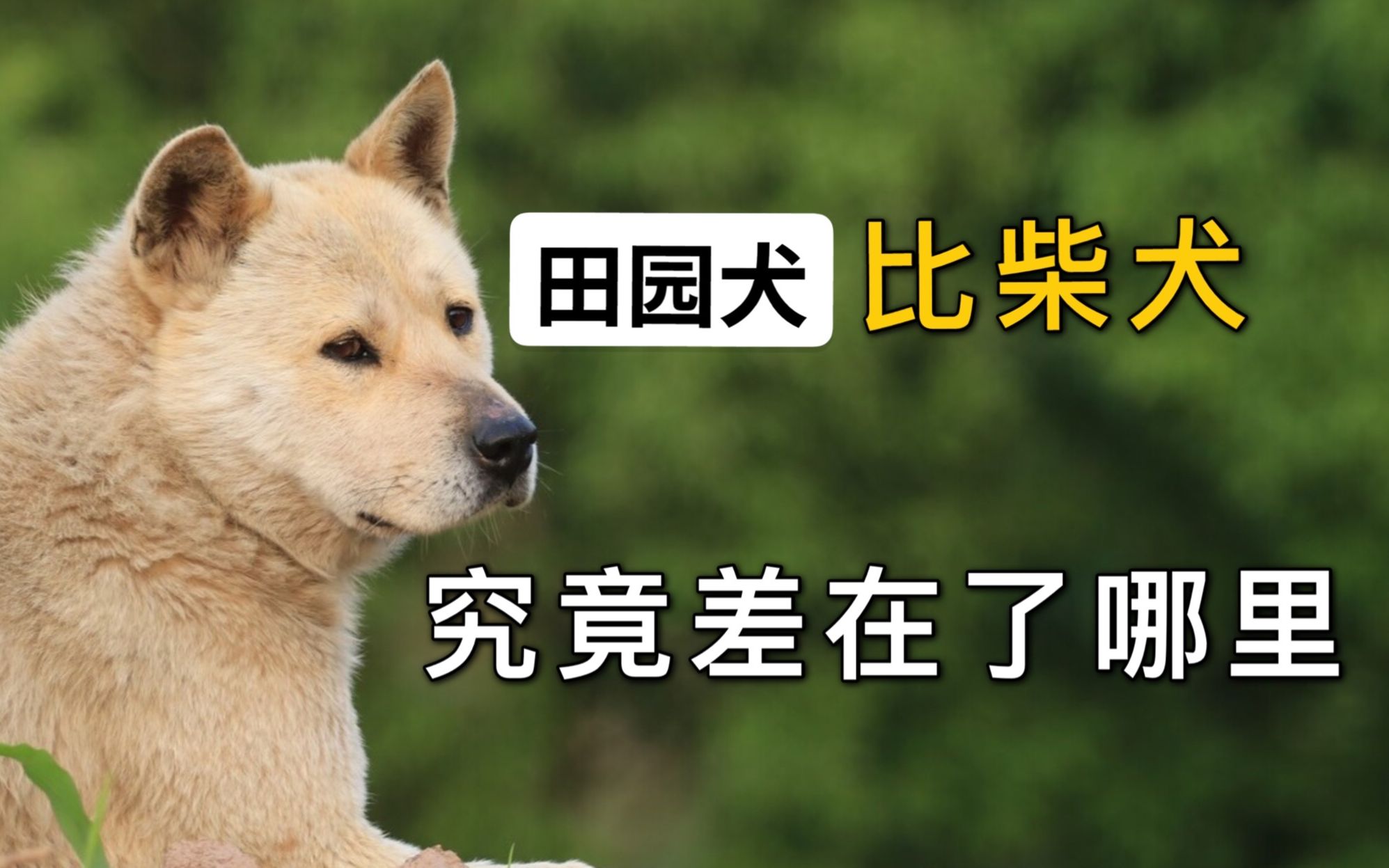 [图]田园犬比柴犬，究竟差在了哪里？