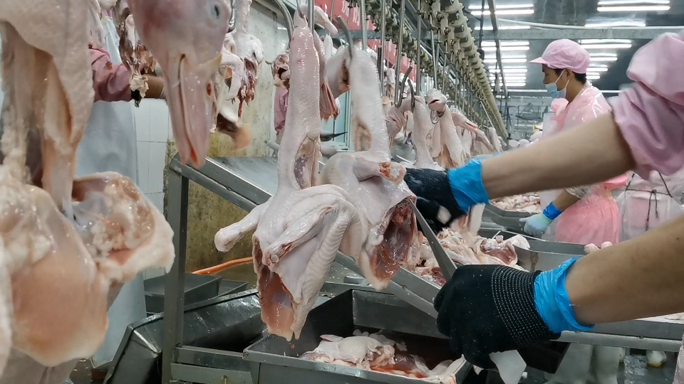 农村小伙宰鸭厂打工回家,两个侄女就告她奶奶的状,咋回事_哔哩哔哩