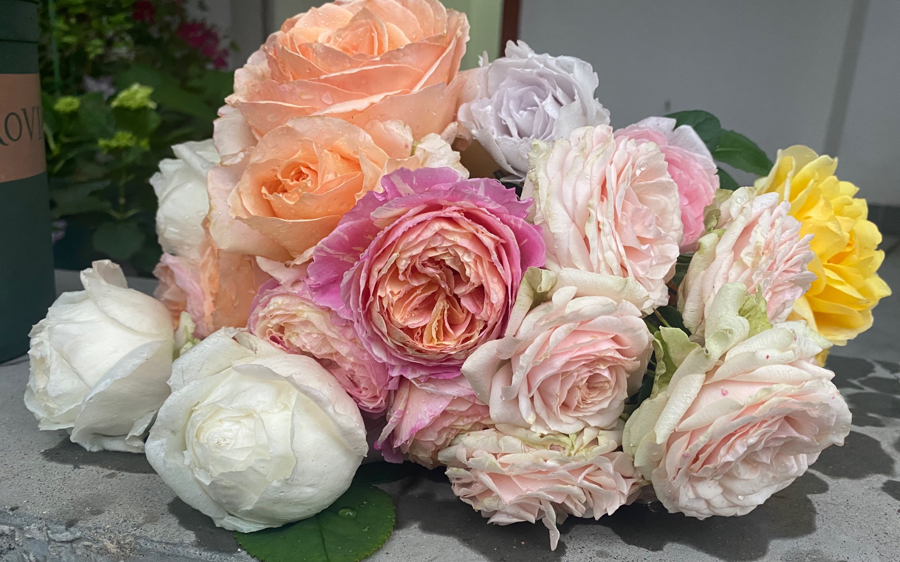 【孤舟幽梦】月季花束(我爱月季