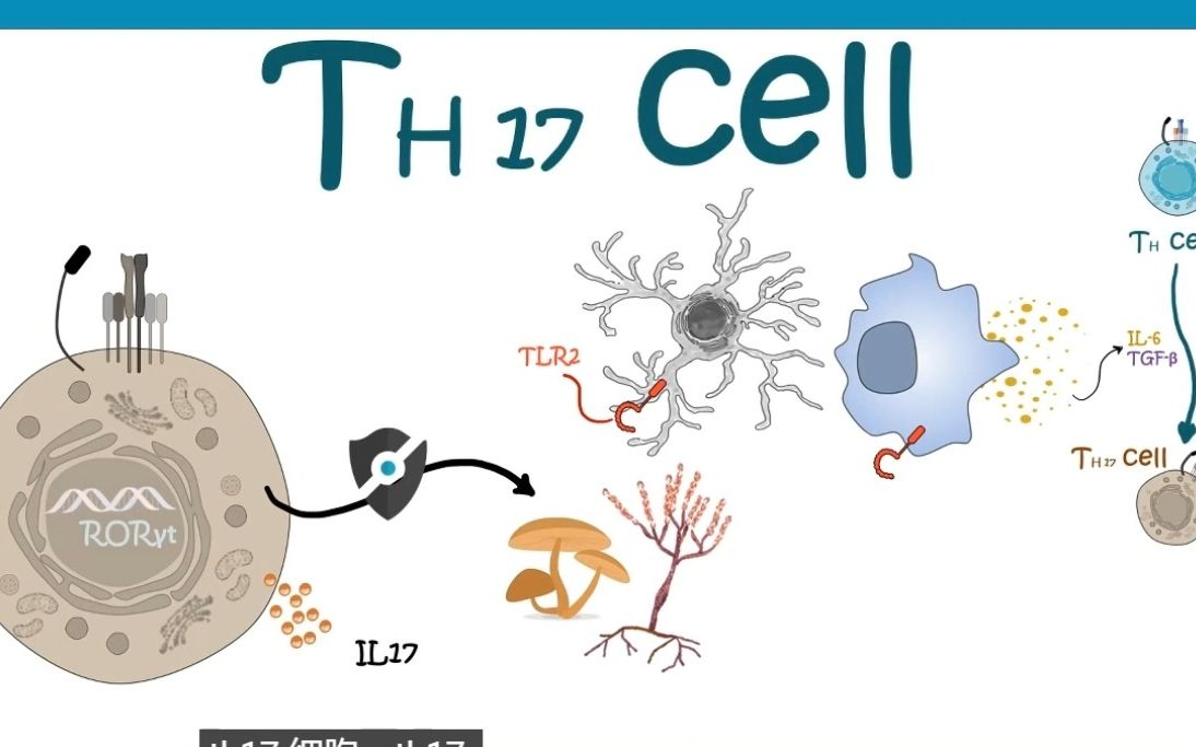 Th17细胞发育、分化与ⷥŠŸ能哔哩哔哩bilibili