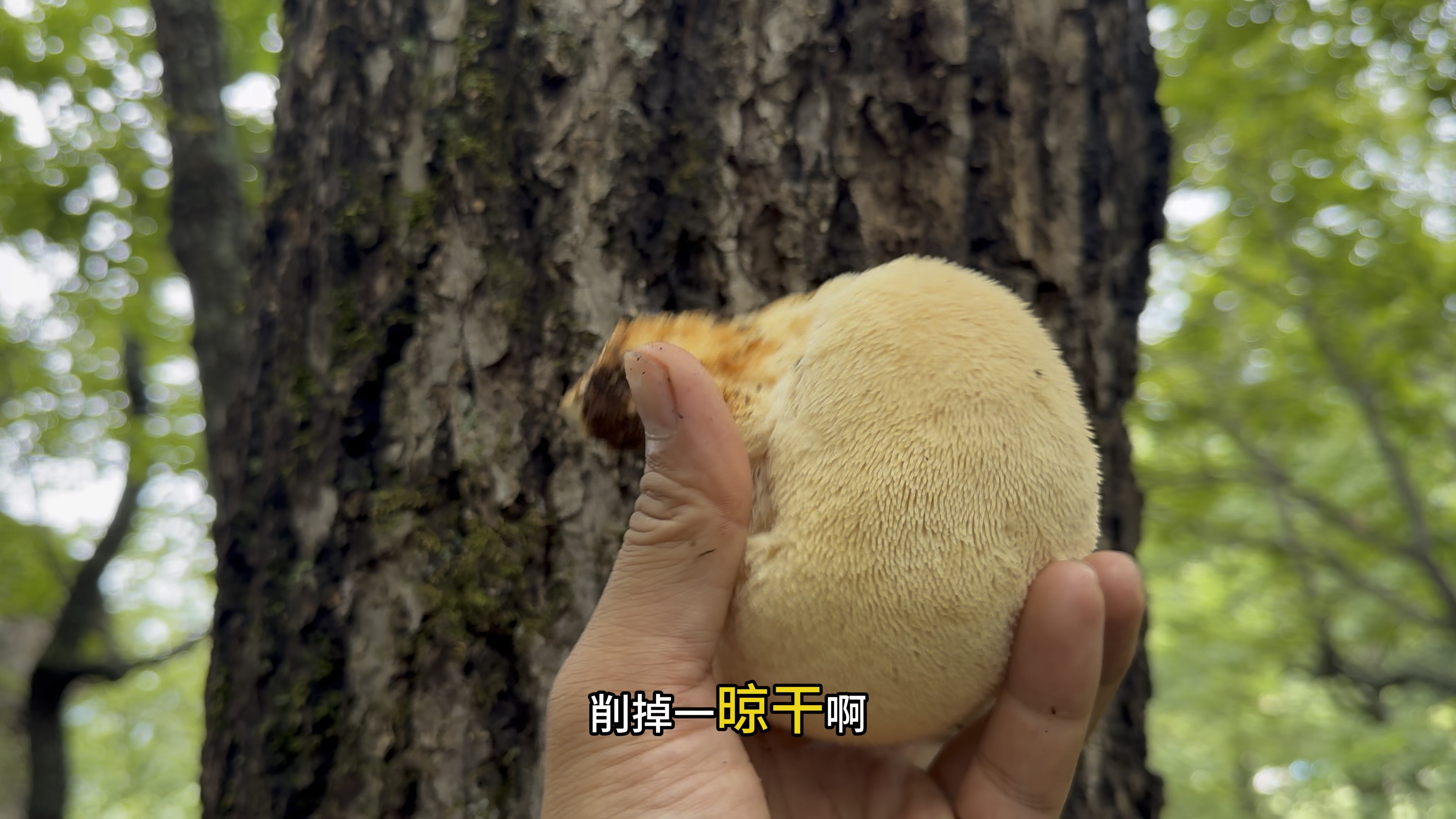 野生猴头菇出来了,长的白白胖胖的,看着就有食欲哔哩哔哩bilibili