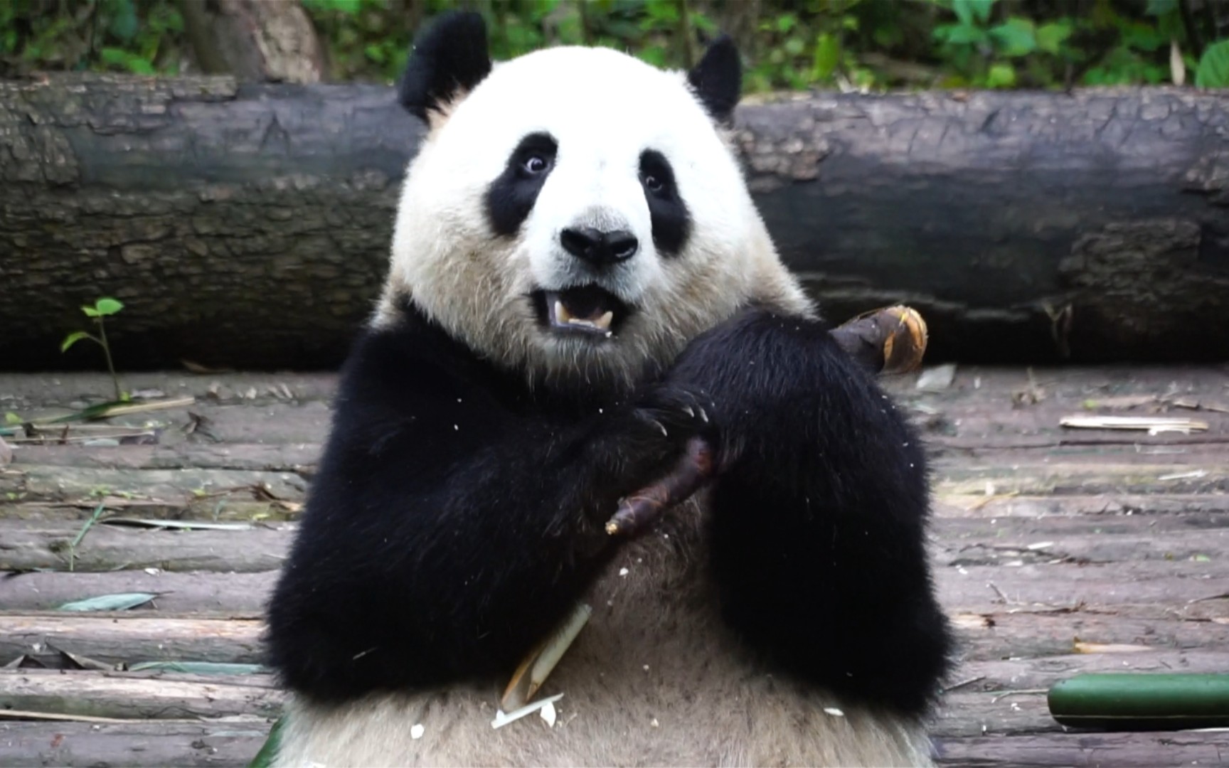 【大熊猫雅韵】韵猪猪长大了 从产房出来后暂居成年园_哔哩哔哩_bili