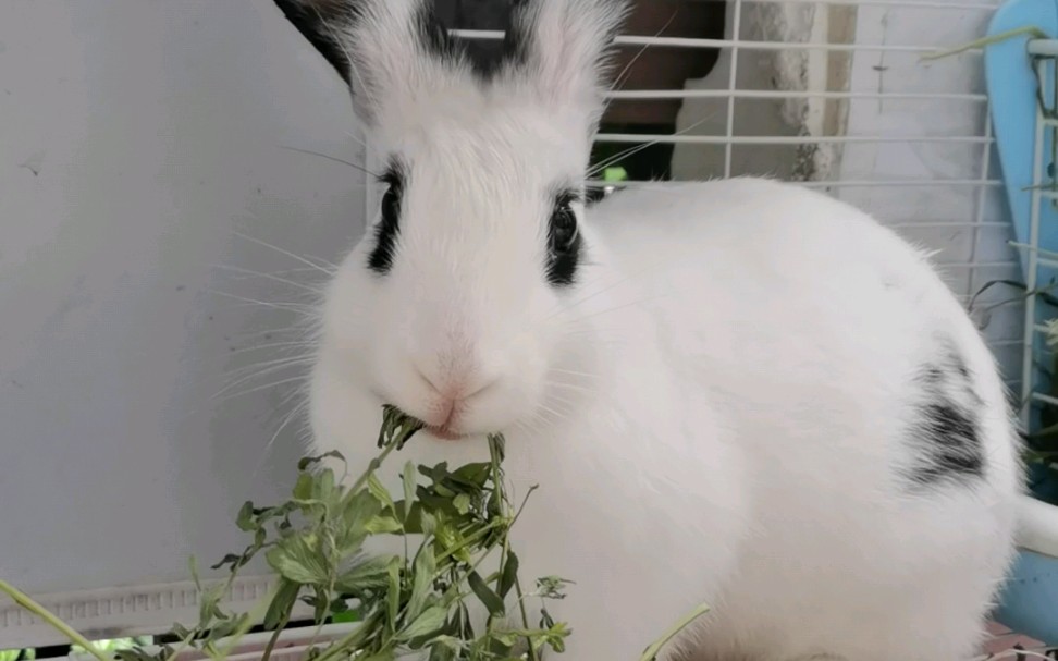 可爱大白兔吃草表演
