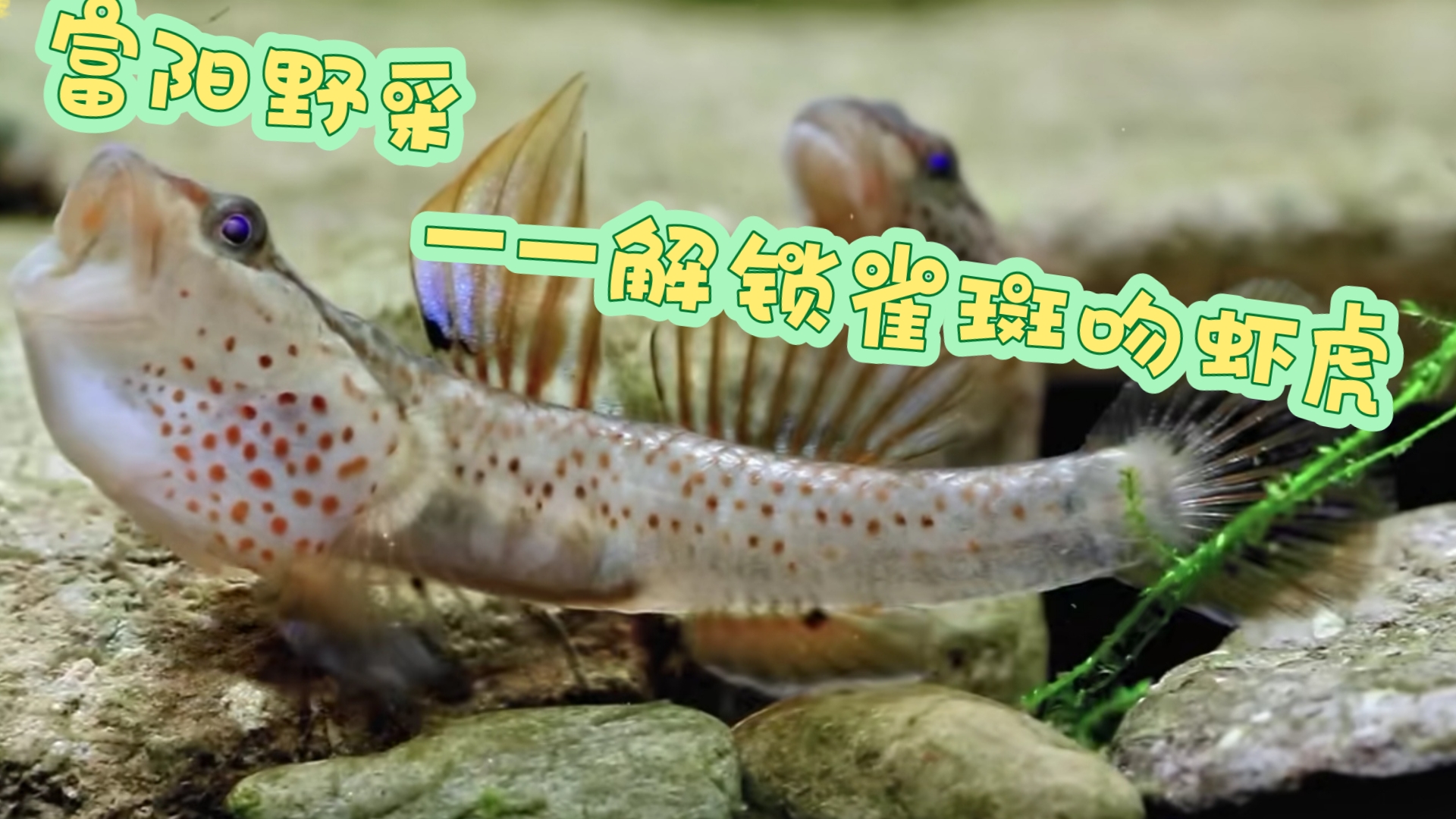 富阳野采一一解锁雀斑吻虾虎