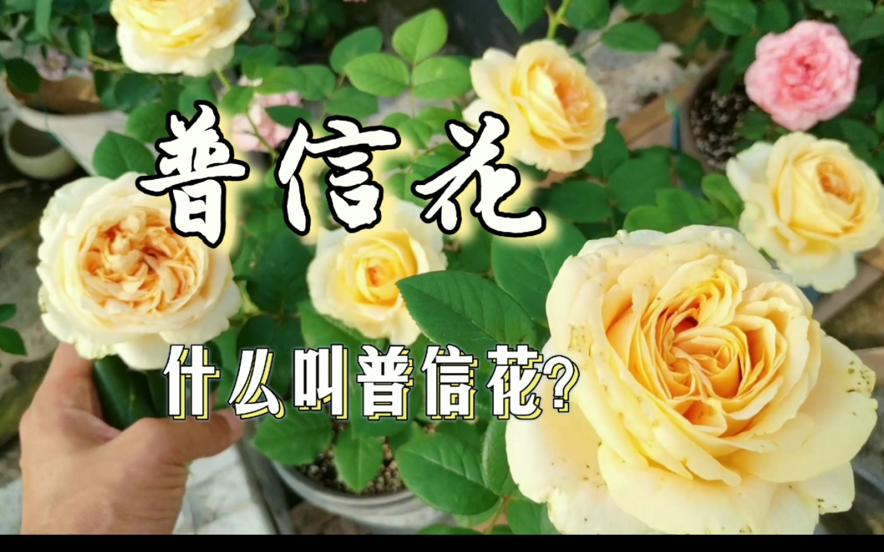 什么叫“普信花”?附带法版花宫娜和烛光2nd第二波花表现.(出镜:隐隐青、朱丽叶、玫瑰国度的天使、马奈、马美逊的回忆、胭脂扣、大公夫人等第三...