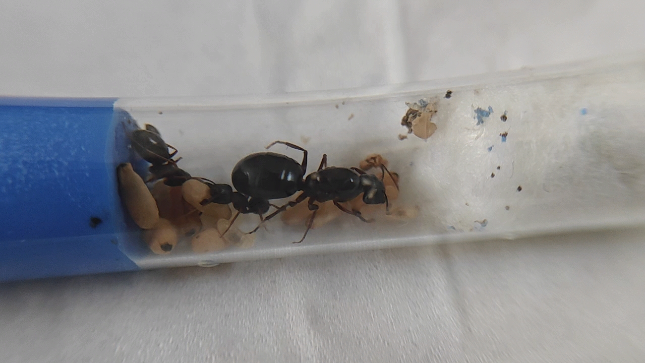【大头弓背蚁】大头弓背蚁开箱