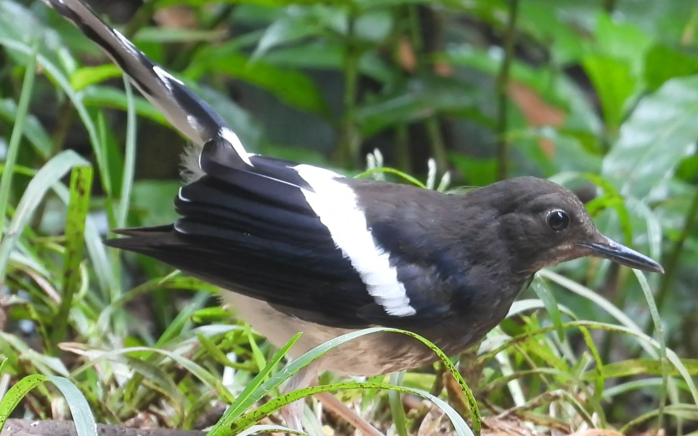 尾巴翘到天上去了