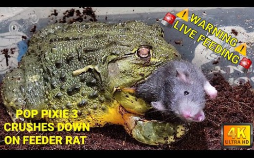 牛蛙吃小老鼠②⑧高清2k现场喂食警告72