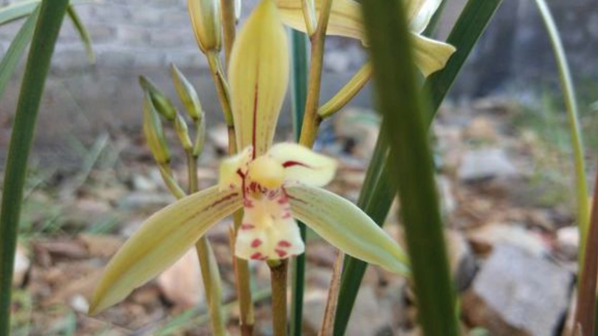 兰花金针和建兰小桃红有什么区别,这个品种值得养吗