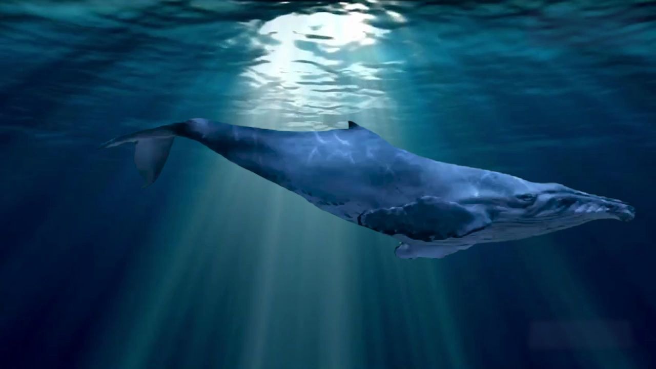 双鱼绿幕抠像练习存档用