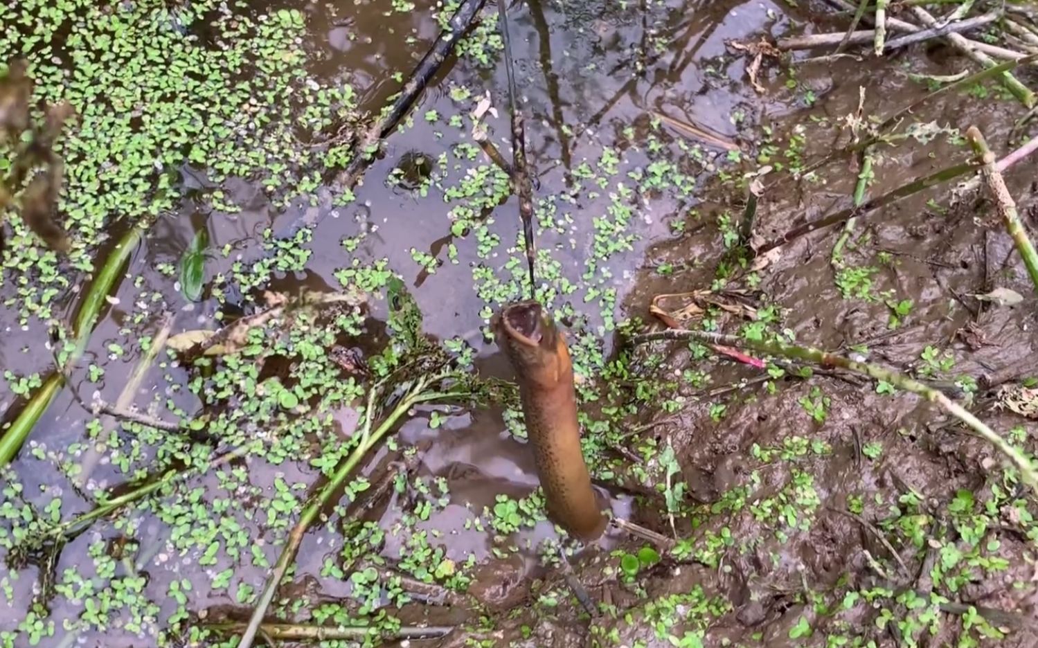 老淡水沟钓黄鳝有绝招再隐蔽的洞也能找到龙虾洞还能钓出鳝鱼