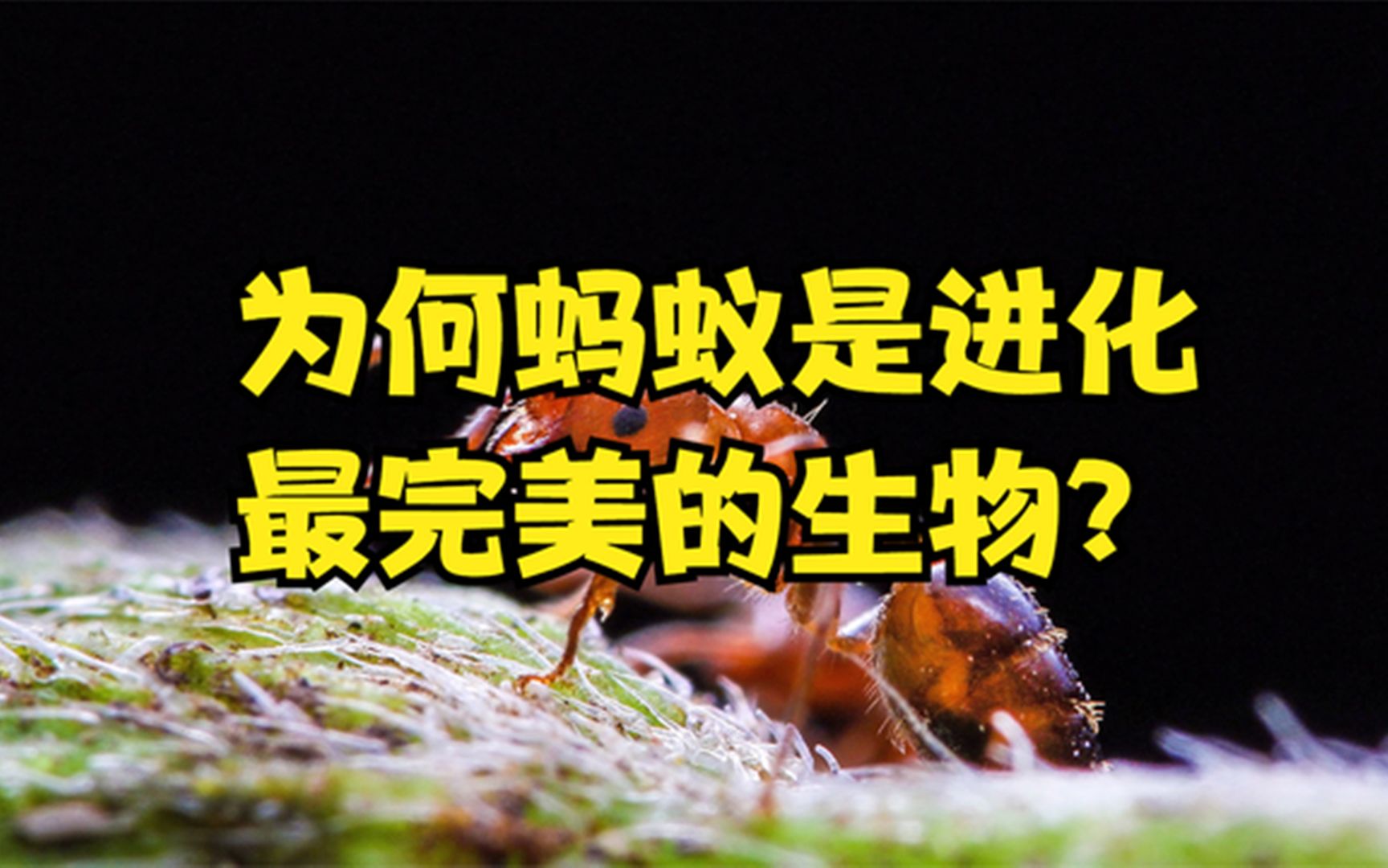 [图]蚂蚁是进化最完美的生物？超强生命力，会放牧，会建筑，会种植