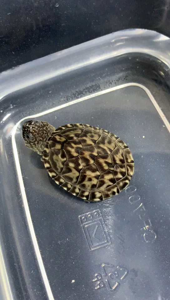 极品巨头墨蛋!#墨西哥蛋龟##蛋龟##龟_哔哩哔哩_bilibili