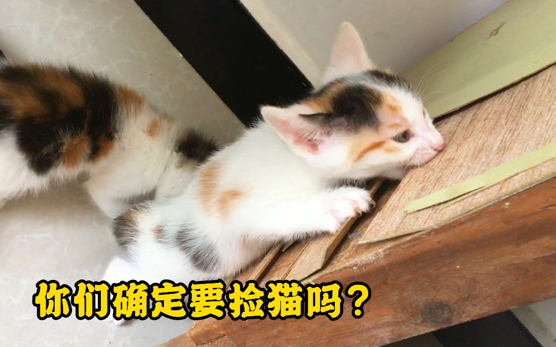 [图]猫咪不拆家，万古如长夜！