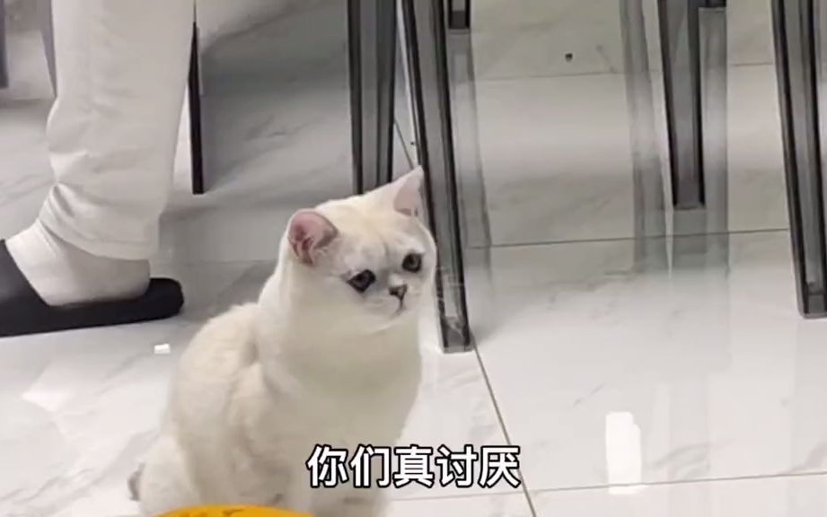 【宠物短剧】当小猫成了家庭聚会的焦点哔哩哔哩bilibili