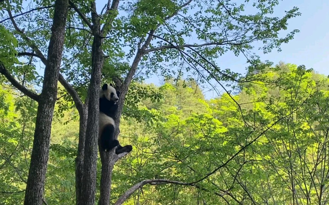 挂在树上的熊猫_哔哩哔哩_bilibili