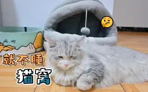 Download Video: 猫咪哪都能睡，就是不睡猫窝，看主人想个办法引导它！