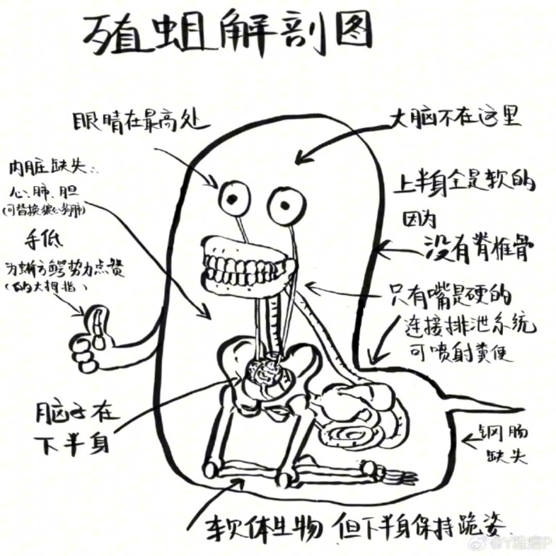 殖蛆目田解剖图哔哩哔哩bilibili