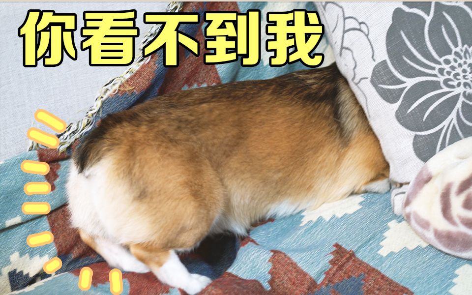 柯基不想洗耳朵,头埋进被子躲起来!反应太可爱了!【前方高萌】