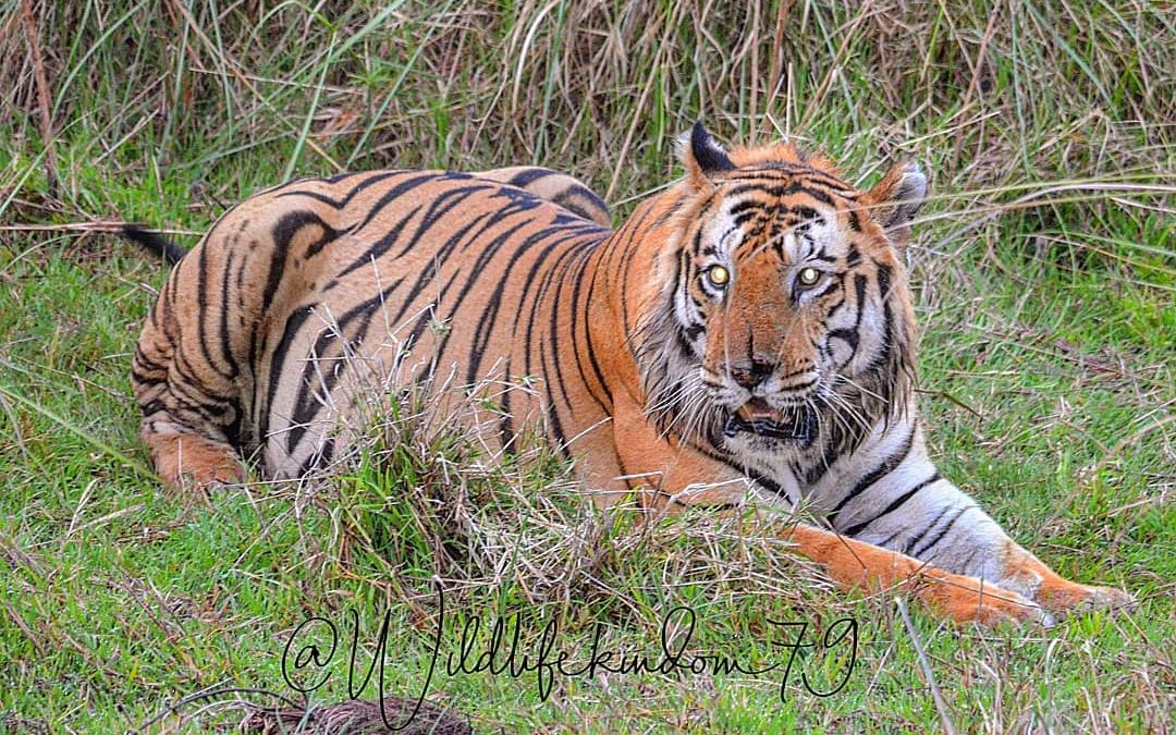 【班达伽】虎王重出江湖,t22-塔伦再现核心区!19.