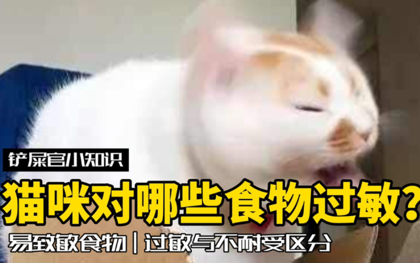 猫咪玻璃胃?最容易被铲屎官忽视的原因,还有这一点哔哩哔哩bilibili