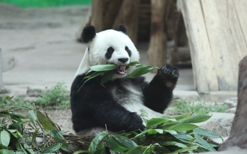 【大熊猫思嘉】今日份思嘉吃播