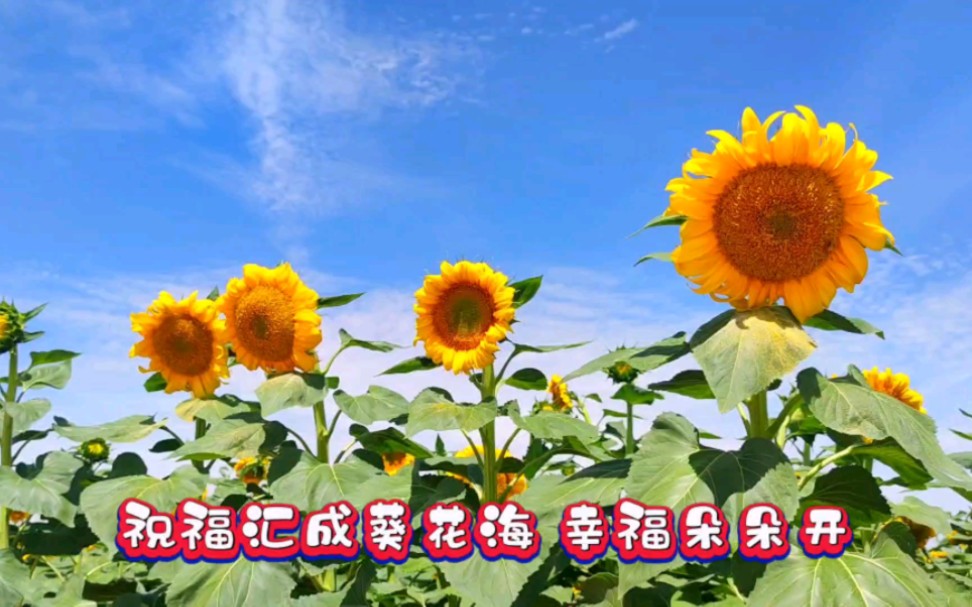 [图]去秦王川看葵花海，蓝天白云下，朵朵花儿向阳开