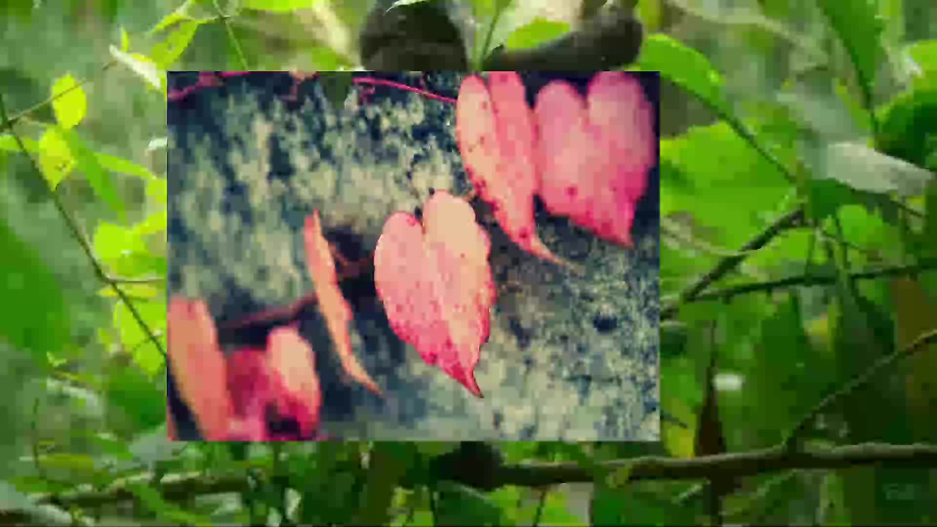 科头跣足科头跣足