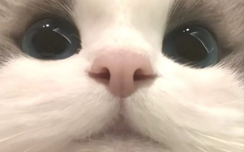 贴脸拍猫猫