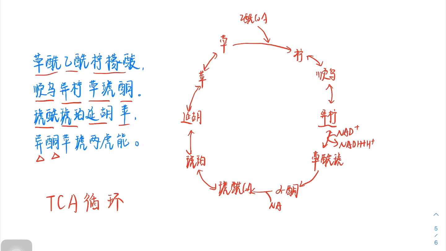 二十八字口诀背会【三羧酸循环】TCA途径/5分钟记完整个反应的底物和产物,涉及的能量变化,相关的酶系/生物化学循环代谢途径/最全口诀哔哩哔哩bilibili