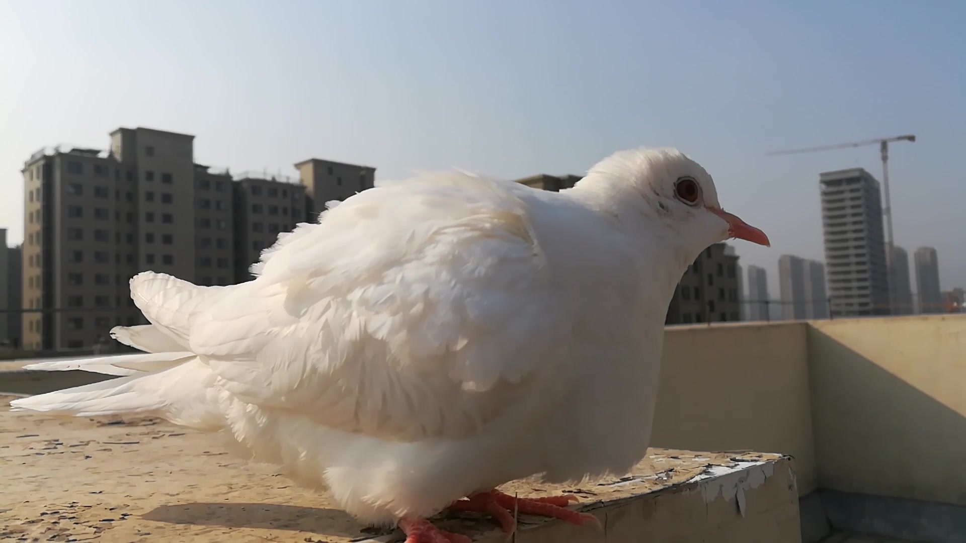 这是白斑鸠的故事_哔哩哔哩 (゜-゜)つロ 干杯~-bilibili