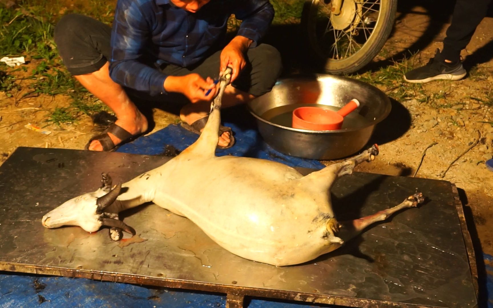 杀羊高手连夜解剖一头生病山羊,肚子有点奇怪,怀孕了一尸两命_哔哩