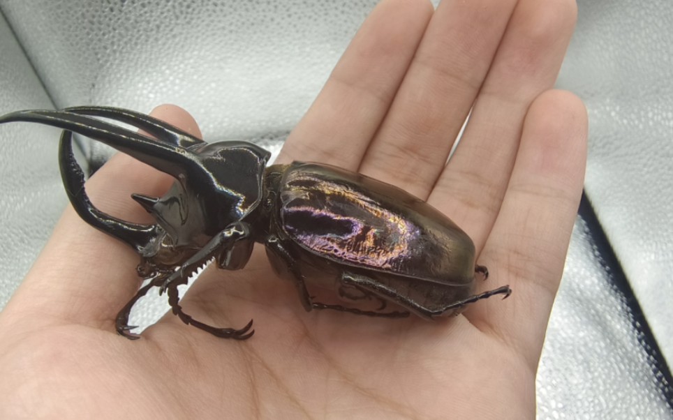 苏门答腊岛上的南洋大兜虫chalcosoma atlas keyboh