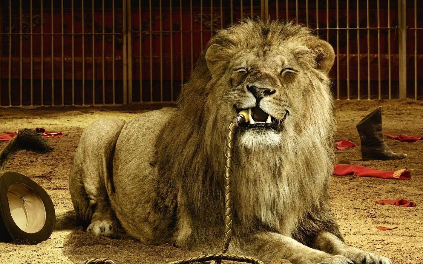 马戏团狮虎斗孟加拉虎突然向雄狮发起猛烈攻击