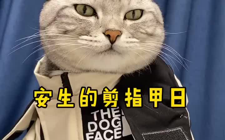 养猫人家中必备流苏床头和沙发你值得拥有哔哩哔哩bilibili